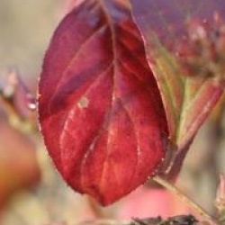 Itea virginica 'Little Henry'