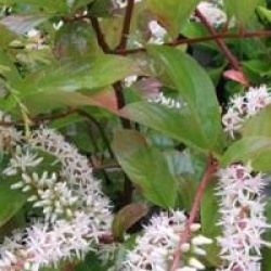 It�a Henry's Garnet