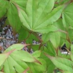 Acer palmatum 'Tsuma-beni'
