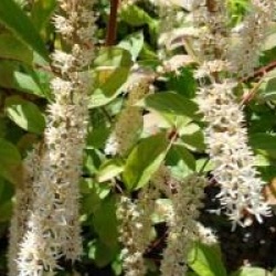 Itea virginica 'Henry's Garnet'