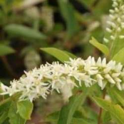 Itea virginica 'Henry's Garnet'