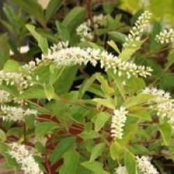 Itea virginica 'Henry's Garnet'