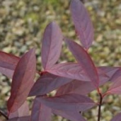Itea virginica 'Henry's Garnet'