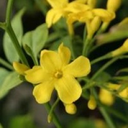 Jasminum humile 'Revolutum' - Jasmin reevesii