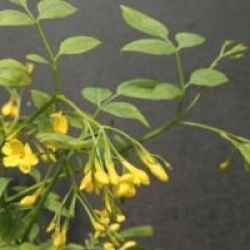 Jasminum humile 'Revolutum'