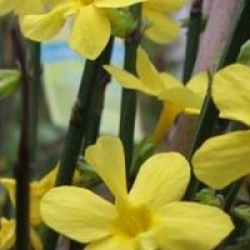 Jasminum nudiflorum - Jasmin d'hiver