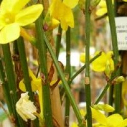 Jasminum nudiflorum