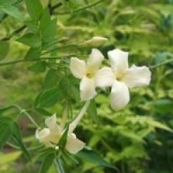 Jasminum officinale 'Clotted Cream'