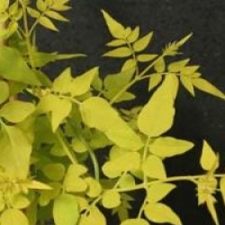 Jasminum officinale 'Fiona Sunrise' - Jasmin dor�
