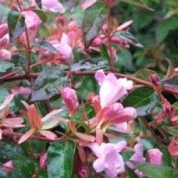 Ab�lia Semperflorens