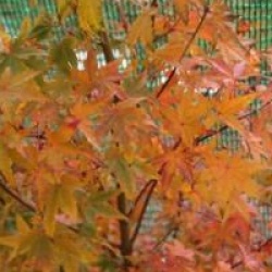 Acer palmatum 'Ueno Yama'
