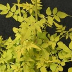 Jasminum officinale 'Fiona Sunrise'