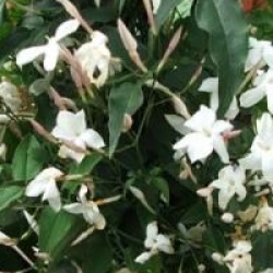 Jasminum polyanthum - Jasmin de Chine