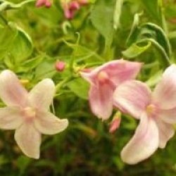 Jasminum x stephanense - Jasmin � fleurs roses