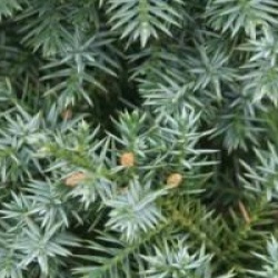 Juniperus chinensis 'Blue Alps'