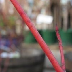 Acer pensylvanicum 'Erythrocladum'