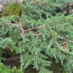 Juniperus communis 'Green Carpet'