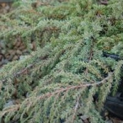 Juniperus communis 'Green Carpet'
