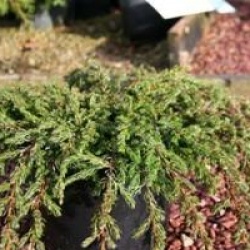 Juniperus communis 'Repanda'