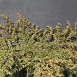 Juniperus communis 'Repanda'