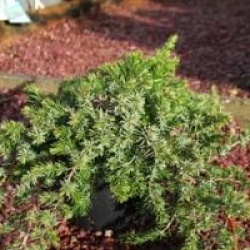 Juniperus conferta 'Blue Pacific'