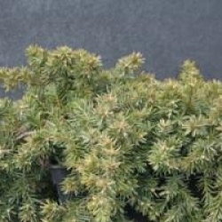 Juniperus conferta 'Blue Pacific'