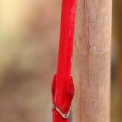 Acer pensylvanicum 'Erythrocladum'