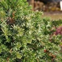 Juniperus conferta 'Blue Pacific'