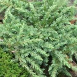 Juniperus conferta 'Slager' - Gen�vrier Slager