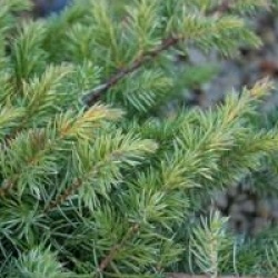 Juniperus conferta 'Slager'
