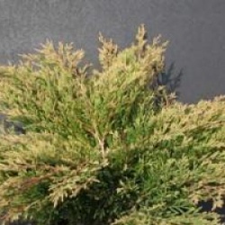 Juniperus horizontalis 'Andorra Compact' - Gen�vrier Andorra Compact