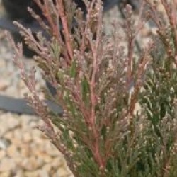 Juniperus horizontalis 'Andorra Compact'