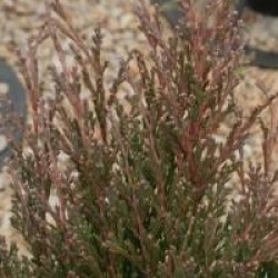 Juniperus horizontalis 'Andorra Compact'