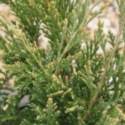 Juniperus horizontalis 'Hughes' - Gen�vrier Hughes