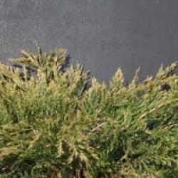 Juniperus horizontalis 'Hughes'