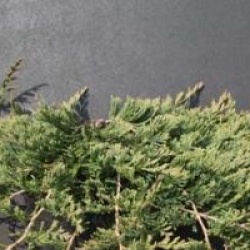 Juniperus horizontalis 'Jade River'