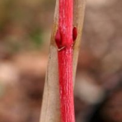 Acer pensylvanicum 'Erythrocladum' - �rable jaspe Erythrocladum