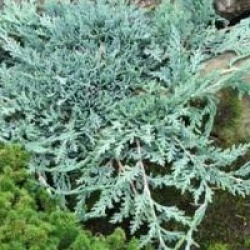 Gen�vrier Icee Blue