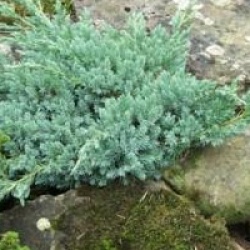 Juniperus squamata 'Blue Carpet'