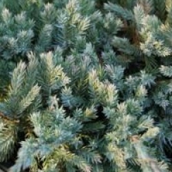 Juniperus squamata 'Blue Carpet'