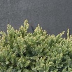Juniperus squamata 'Blue Carpet'