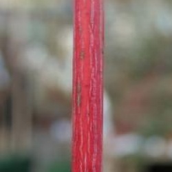 Acer pensylvanicum 'Erythrocladum'