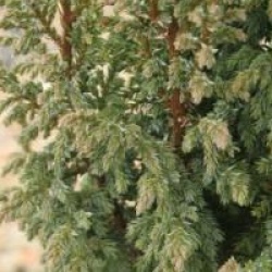 Juniperus squamata 'Loderi' - Gen�vrier loderi