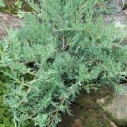 Juniperus virdiniana 'Grey Owl'