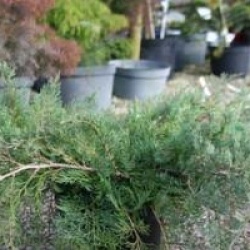 Juniperus virdiniana 'Grey Owl'