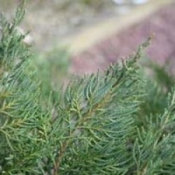 Juniperus virdiniana 'Grey Owl'
