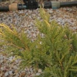 Juniperus x pfitzeriana 'Gold Star' - Gen�vrier Gold Star