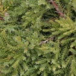 Juniperus x pfitzeriana 'Gold Star'