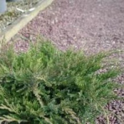 Juniperus x pfitzeriana 'Pfitzeriana Compacta'