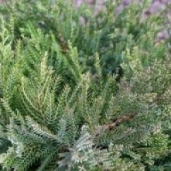 Juniperus x pfitzeriana 'Pfitzeriana Compacta'